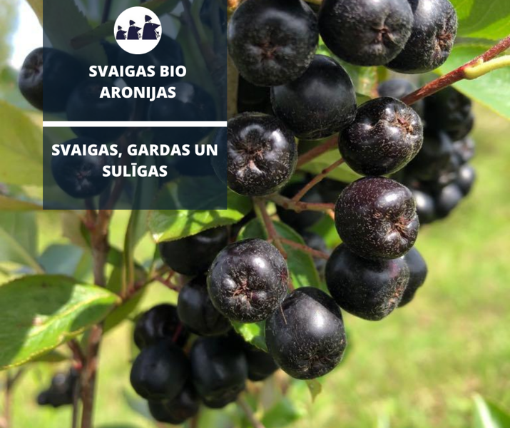 XX Svaigas BIO Aronijas