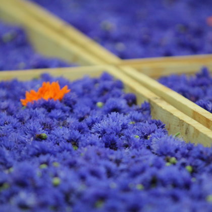 Rudzupuķe tējas žāvēšana bizness BIO Latgale