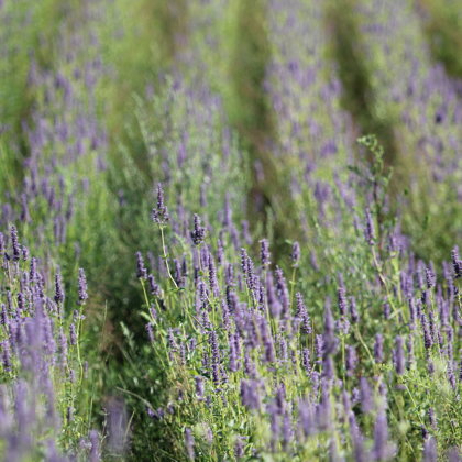 Lofants Tibetas tēja bio Krāslava