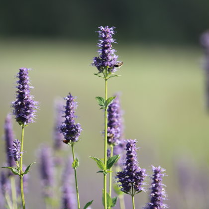 Lofants ziedi zāļu tēja Daugavas loki