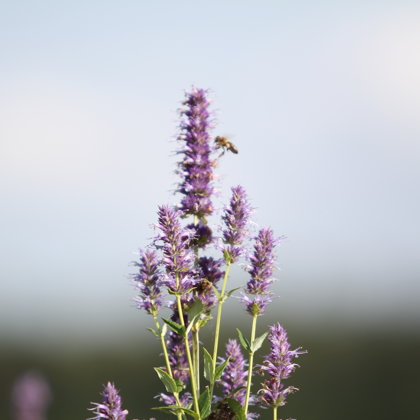 Lofants antioksidants bites medus Krāslava