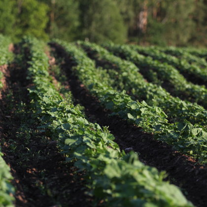 Zāļu tējas audzēšana mācības Krāslava