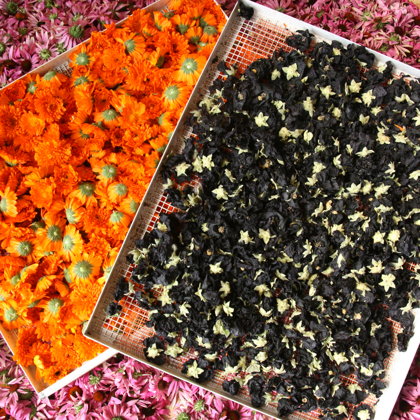 Zāļu tējas realizācija bizness Latgale