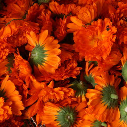 Bioloģiski Klinģerīšu ziedi