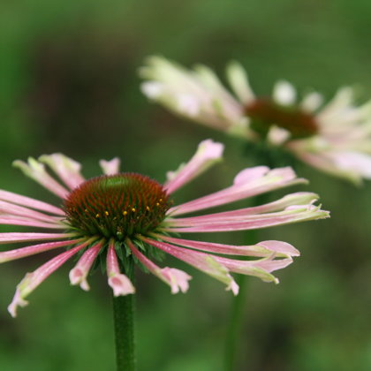 Ehinācija ziedi stādi medus Krāslava
