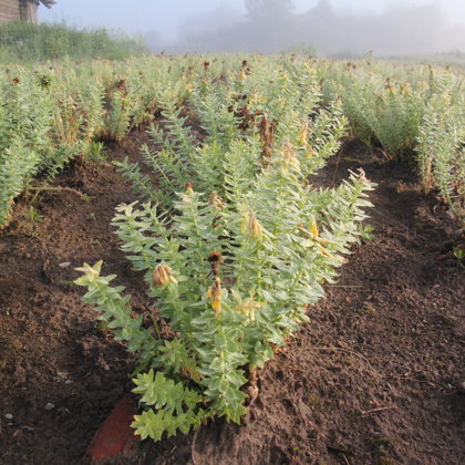 Zeltsakne eliksīrs adaptogēns bio tēja