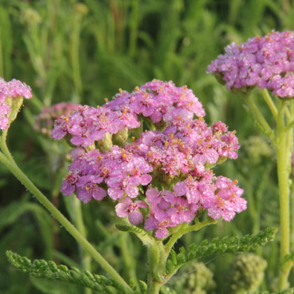 Pelašķis pretklepus tēja BIO Latgale