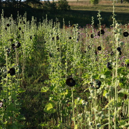 Alteja dabīga krāsa tēja klepus