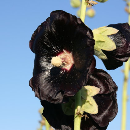 Alteja ziedi medus bites Krāslava