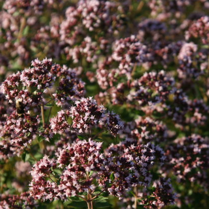Raudene nomierinoša tēja Latgale