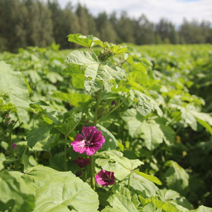 Meža malva ikdienas tēja bioloģiska Krāslava