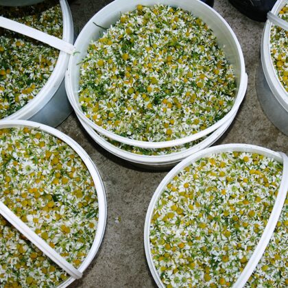 Bioloģiski audzētas kumelītes