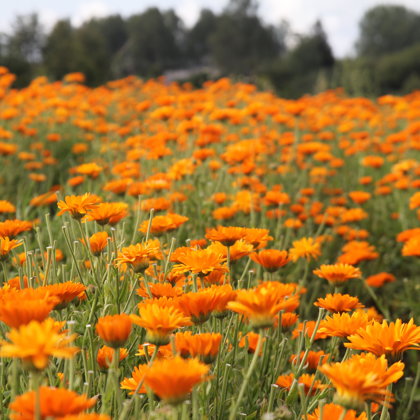 Kliņģerītes veselība safrāns BIO Krāslava