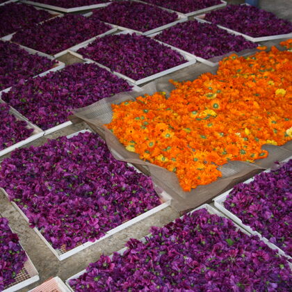 Kliņgerītes un meža malvas ziedi