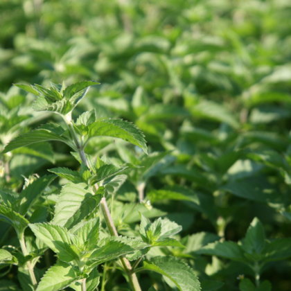 piparmētra tēja galvassāpes Latgale