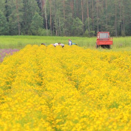 Zāļu tējas audzēšana bizness Krāslava