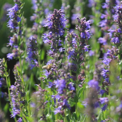 Izops klepus astma tēja Kurmīši