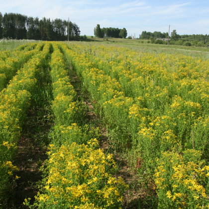 Asinszāle tēja pret depresiju Latgale