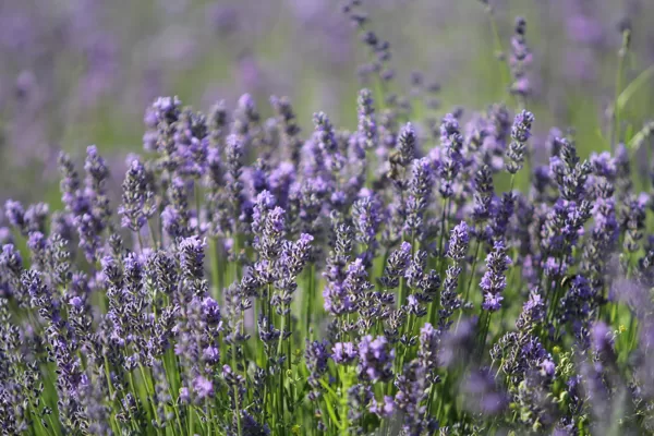 Lavanda bioloģiska tēja hidrolāts Latgale