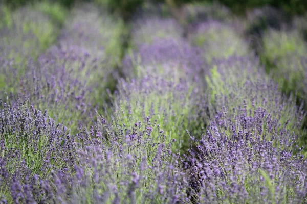 Lavanda fotosesijas tūristi Latgale