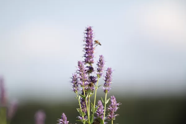 Lofants antioksidants bites medus Krāslava