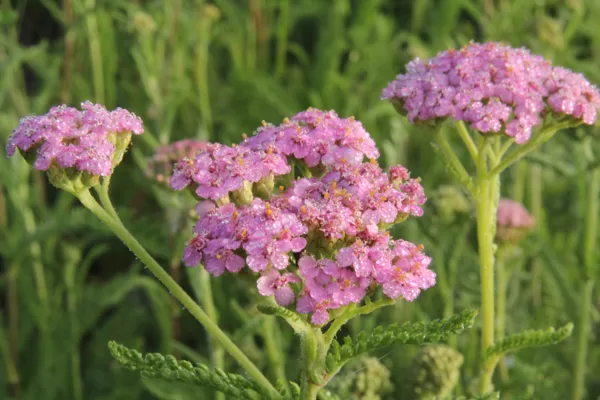 Pelašķis pretklepus tēja BIO Latgale