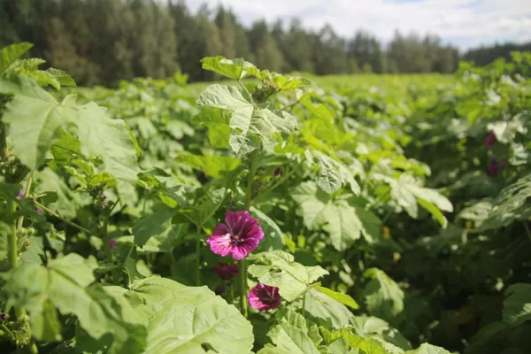 Meža malva ikdienas tēja bioloģiska Krāslava