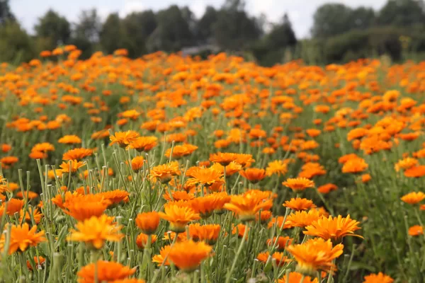 Kliņģerītes veselība safrāns BIO Krāslava