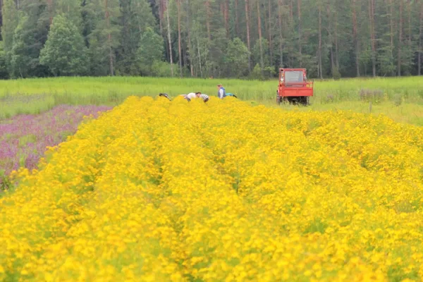 Zāļu tējas audzēšana bizness Krāslava